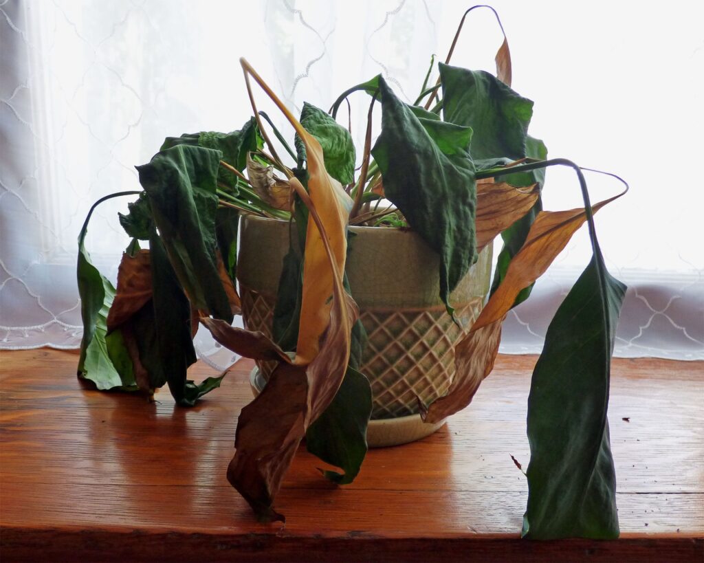 Leaking Gas Can Kill Houseplants