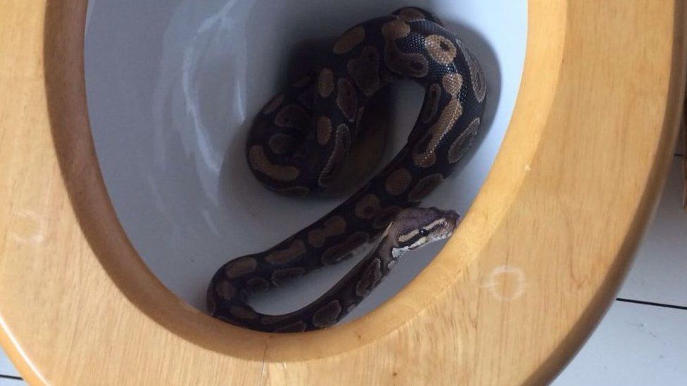 Can Snakes Really Come Up a Toilet Pipe?