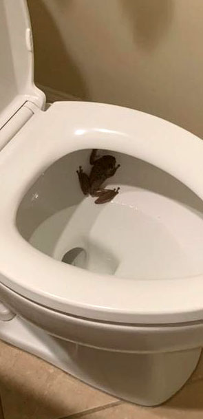 frog in toilet