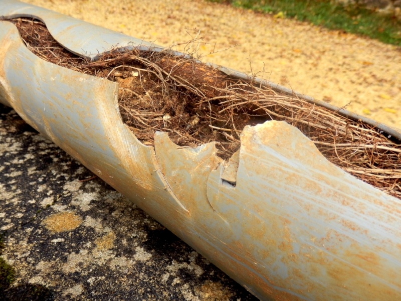 Tree Roots Growing In Sewer Line